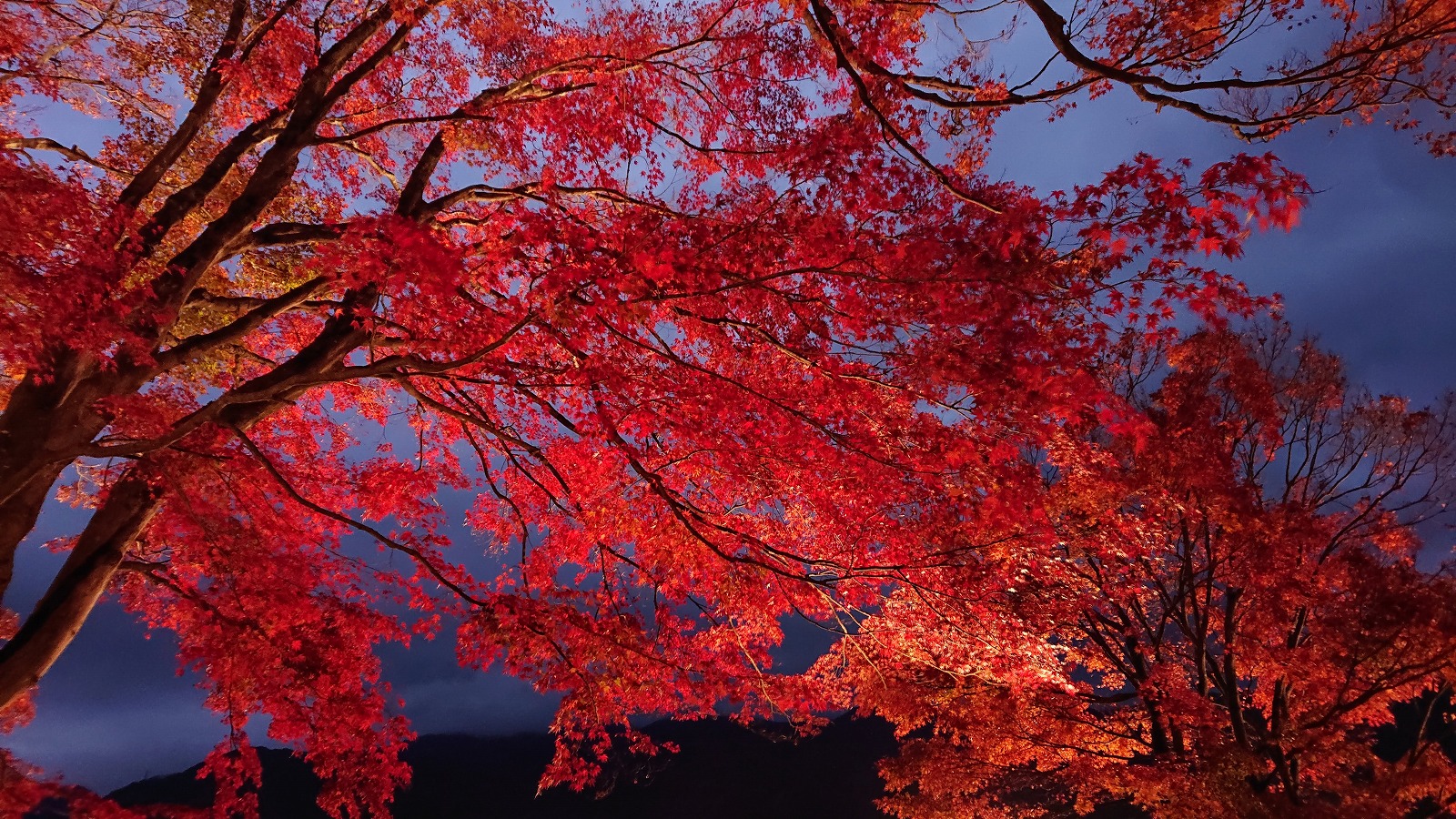 kawaguchiko-autumn-3